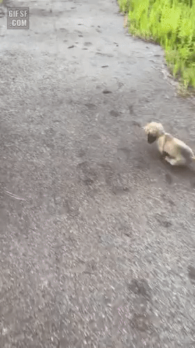 안아달라고 개수작 부리는 댕댕이.gif | 인스티즈