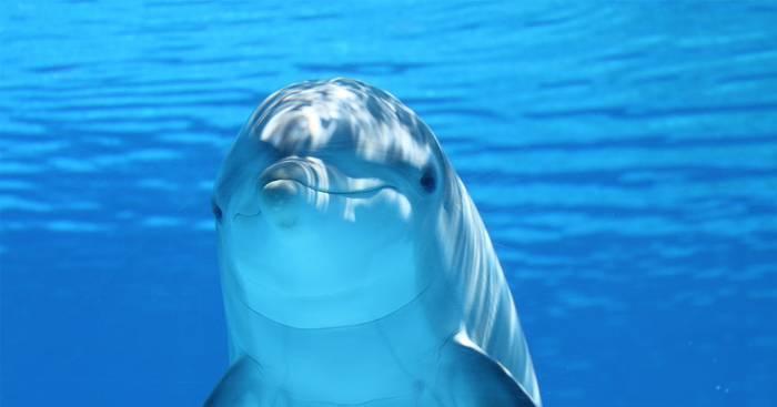 돌고래가 마약을 하는법 | 인스티즈