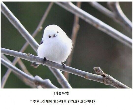 애니메이션 좀 봤다하면 아는 클리셰 | 인스티즈