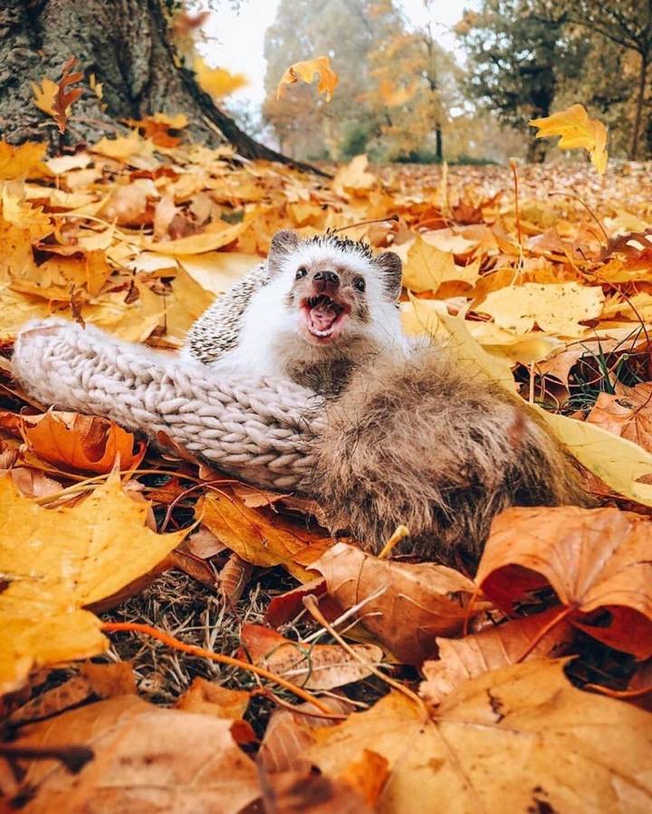 고슴도치의 여행 | 인스티즈