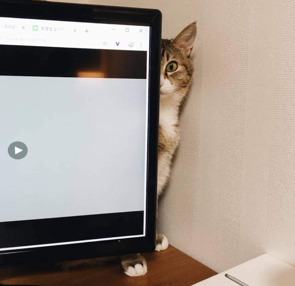 유튜버 햄튜브의 고양이 '구름이' | 인스티즈