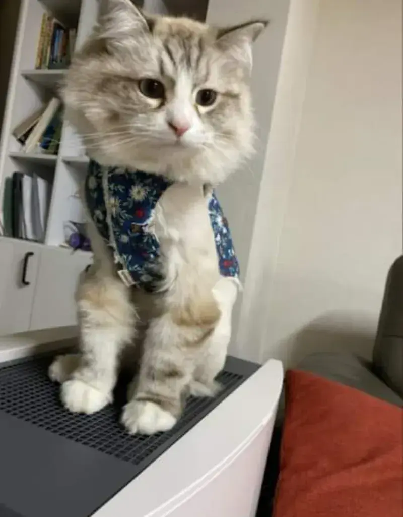 요즘 K-고양이 핫템.JPG | 인스티즈