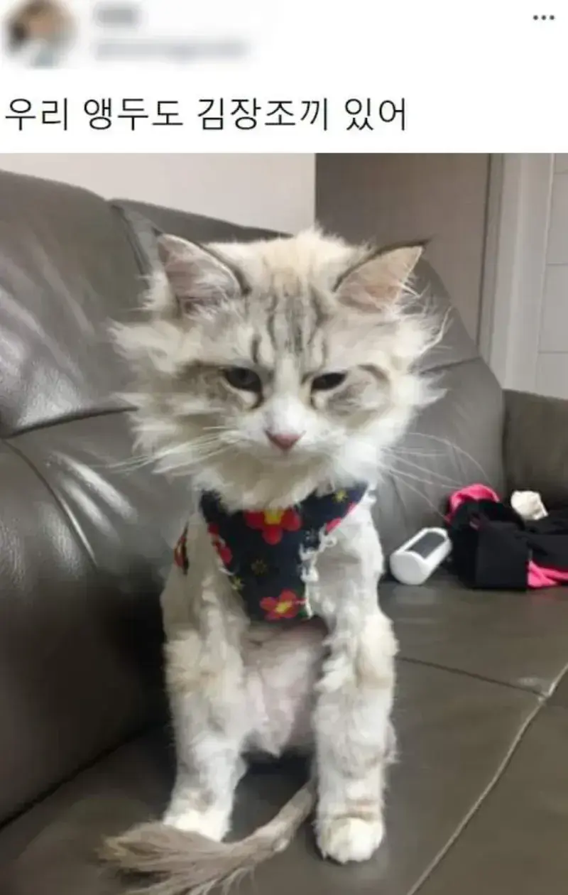 요즘 K-고양이 핫템.JPG | 인스티즈