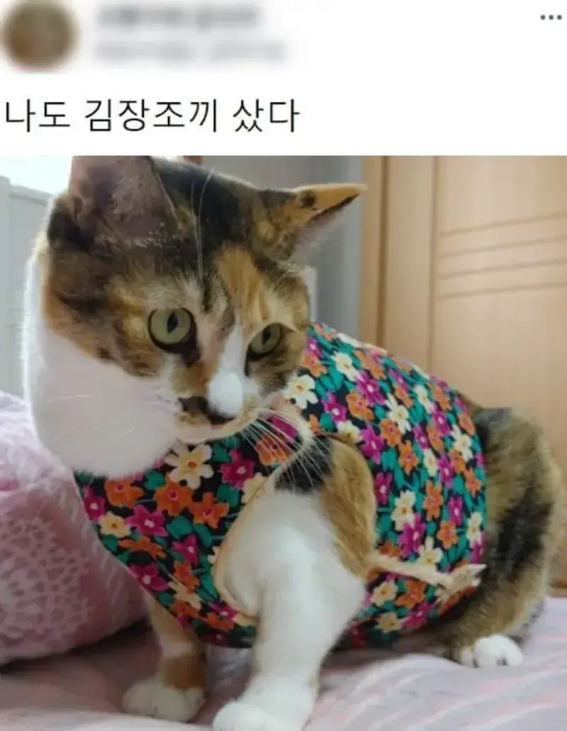요즘 K-고양이 핫템.JPG | 인스티즈