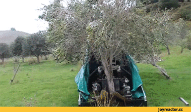 나무 열매 수확하는 기계.gif | 인스티즈