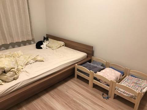 nokbeon.net-고양이용 침대를 설치한 결과-2번 이미지
