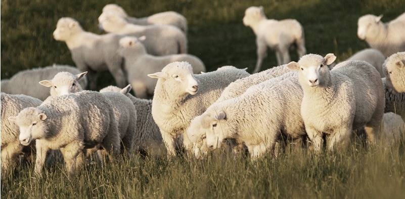호불호가 갈리는 고기 | 인스티즈