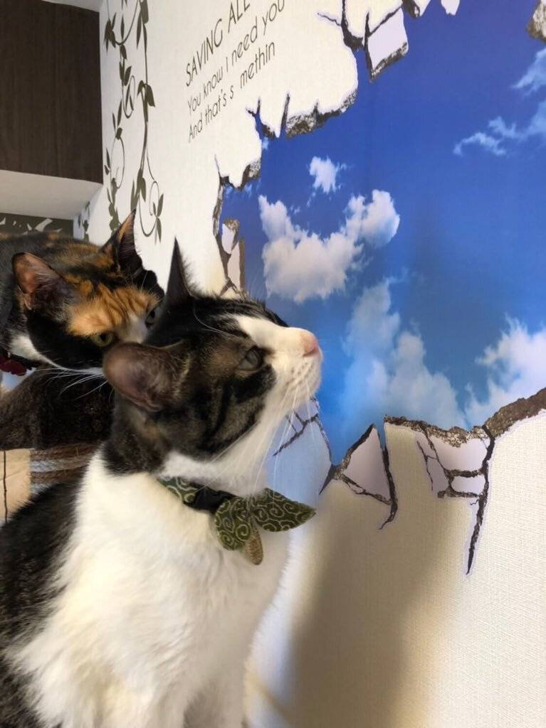 스티커에 속는 고양이들 .jpg[충주시] 지방직 공무원 인수인계 상황.jpg | 인스티즈