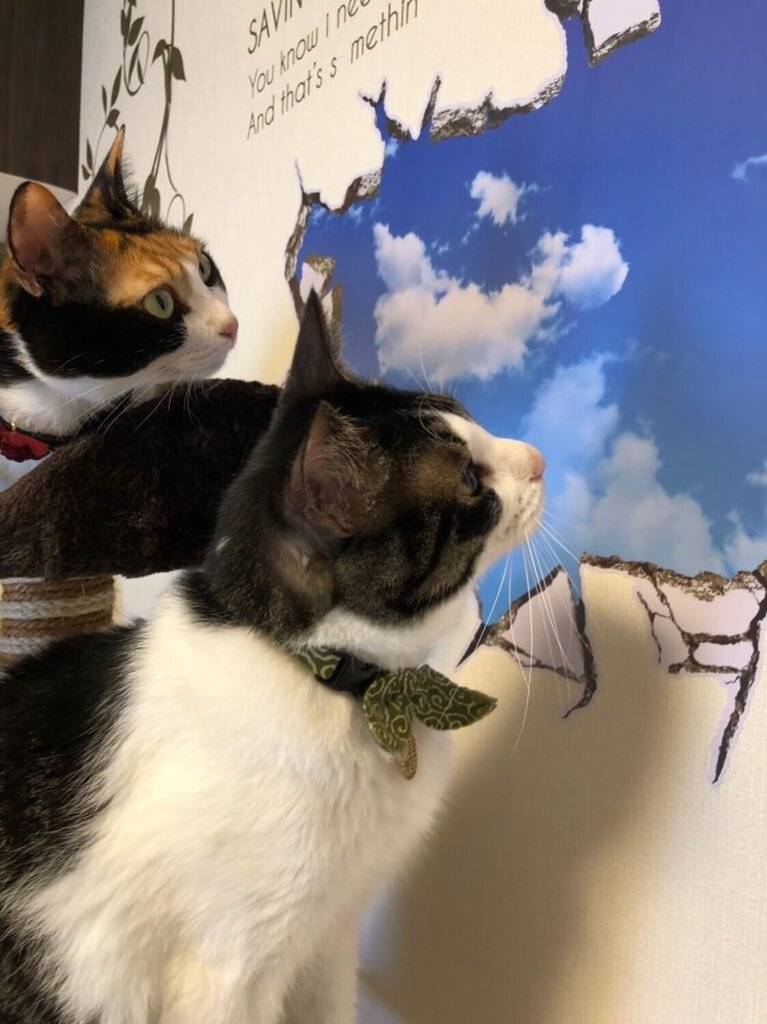 스티커에 속는 고양이들 .jpg[충주시] 지방직 공무원 인수인계 상황.jpg | 인스티즈