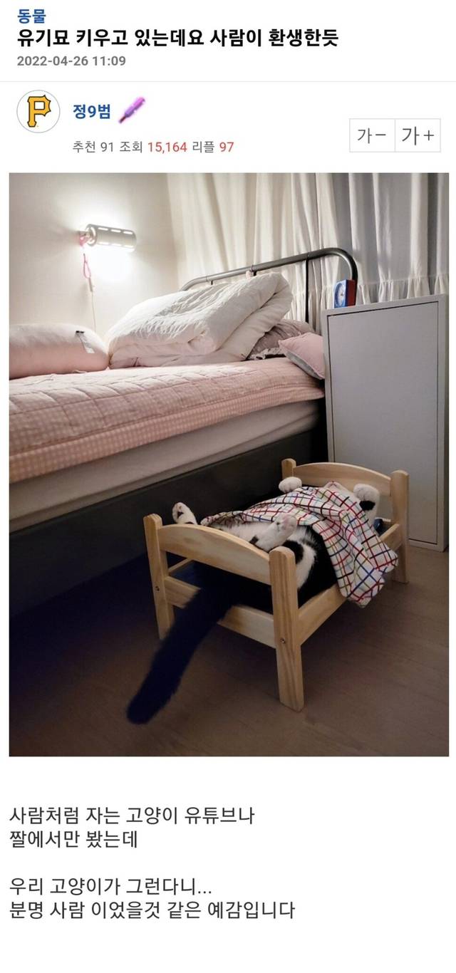 (혐오주의)다친고양이 입양 전후jpg | 인스티즈