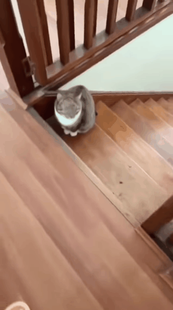 고양이한테 호랭이 필터 씌우기 | 인스티즈