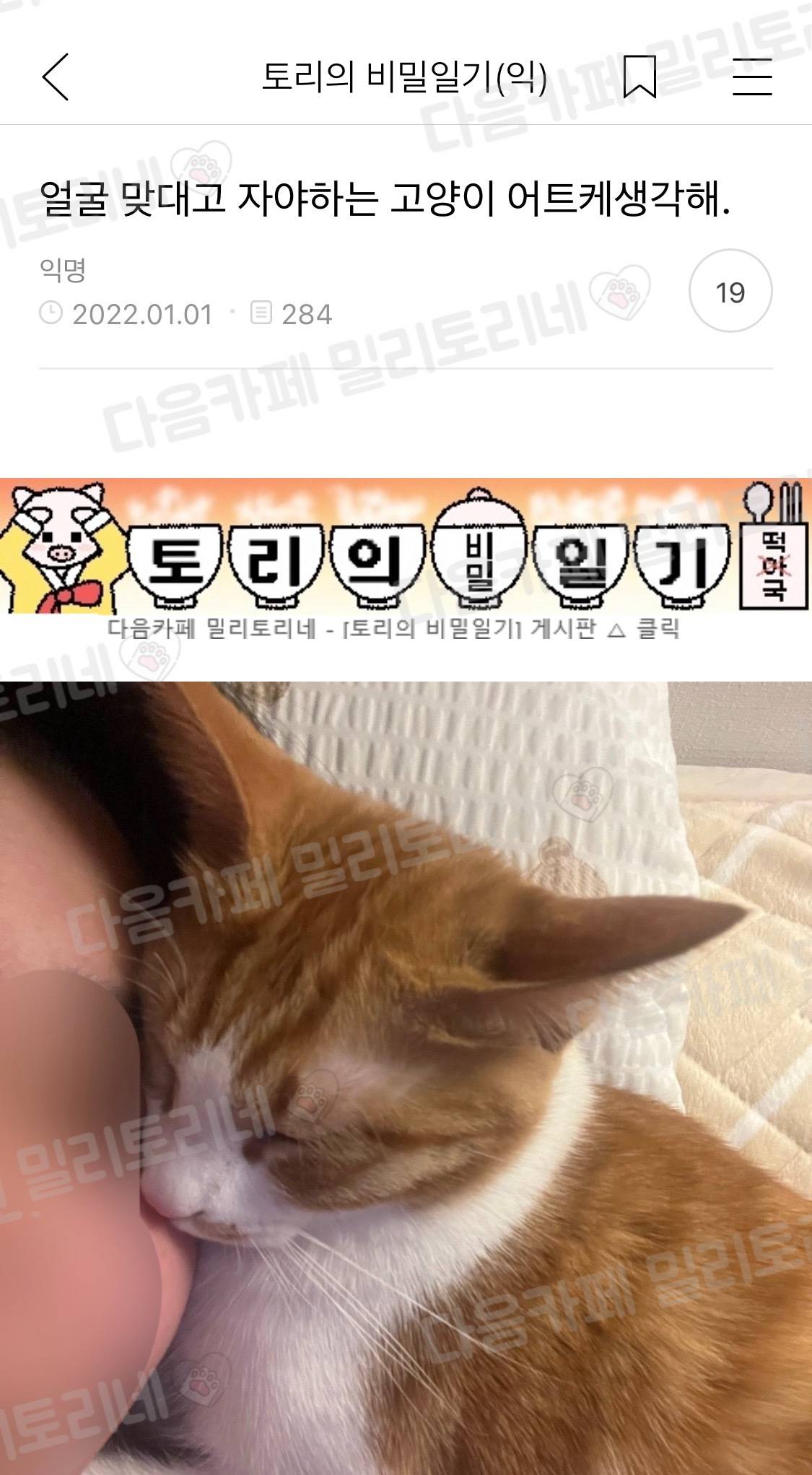 얼굴 맞대고 자야하는 고양이 어뜨케생각해 | 인스티즈