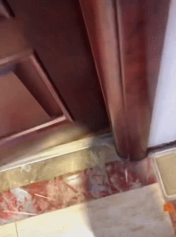 얌전하게 밥 먹으러 가는 고양이들 | 인스티즈