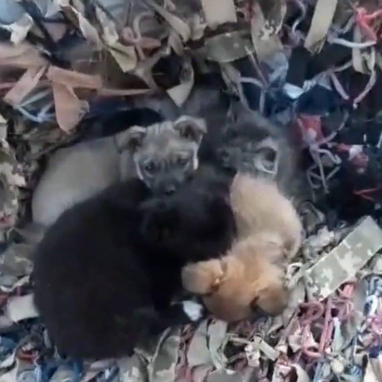 우크라이나 폭격 잔해 속에서 강아 모여있던 이유 | 인스티즈