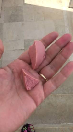 비건주인때문에 강제채식하는 고양이들 | 인스티즈