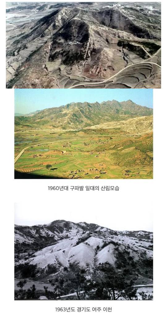 한국인들은 맛집이 어딘지 궁금우리나라 산에 나무가 많은 이유.txtjpg해 해 | 인스티즈