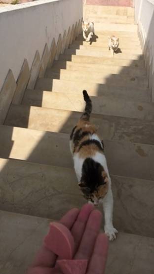 비건주인때문에 강제채식하는 고양이들 | 인스티즈