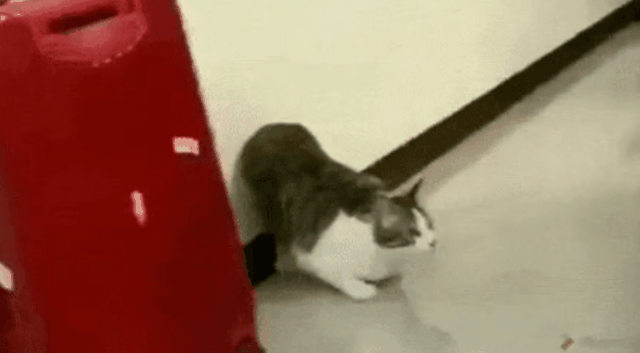 싱글벙글 고양이의 추진력 ㄷㄷㄷ...gif | 인스티즈