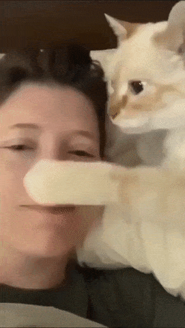 집사가 좋은 고양이 .gif | 인스티즈