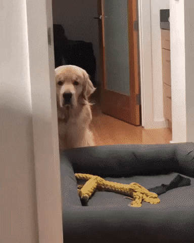 삐졌는데, 주인이 안보이는건 슬픔.gif | 인스티즈