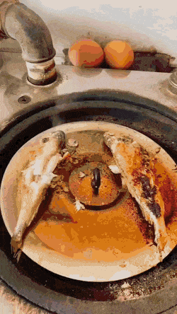 생선 굽는거 구경 중인 고양이.gif | 인스티즈