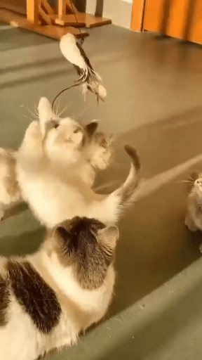 그림자 쫓는 아기 고양이 | 인스티즈