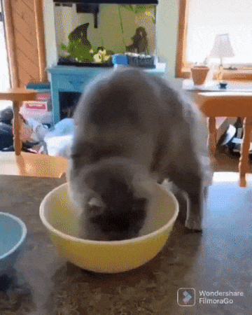 고양이가 사고치는 과정 | 인스티즈