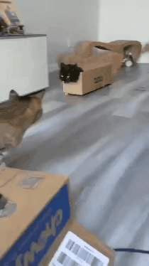 현질한 고양이 | 인스티즈