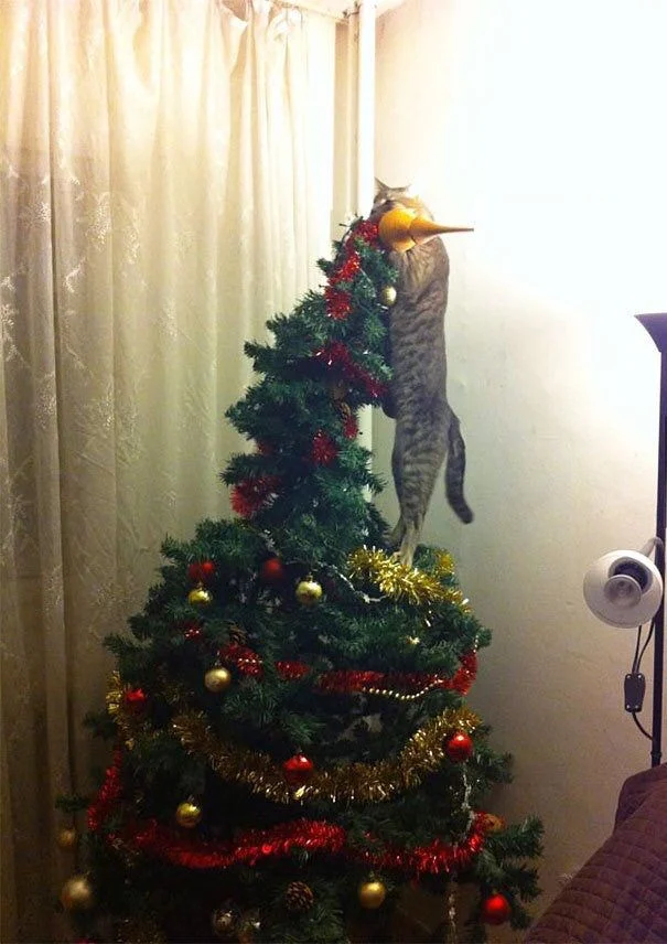 고양이를 키우는 집의 크리스마스 트리 설치법.jpg | 인스티즈