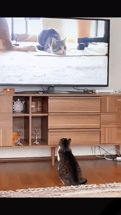사냥모드의 고양이를 TV로 본 고양이.gif | 인스티즈