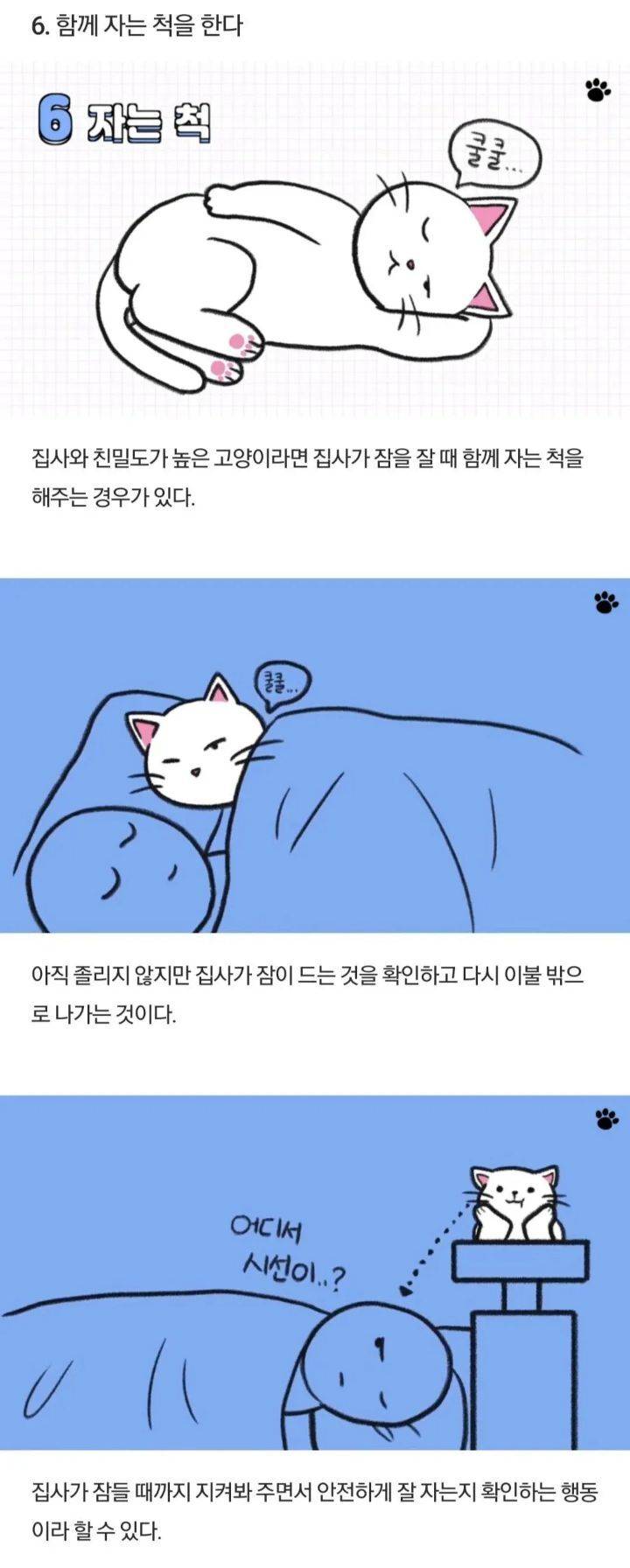 고양이가 하는 행동들 | 인스티즈