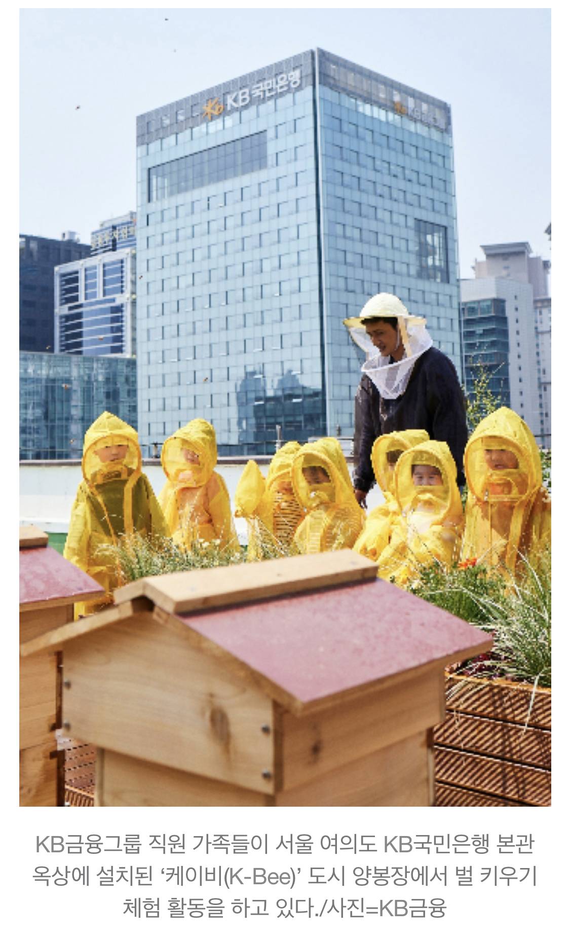 "은행 옥상서 꿀벌 12만마리 산다"KB금융, 'K-Bee' 프로젝트 추진 | 인스티즈