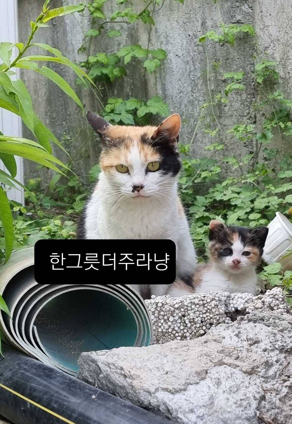 밥 챙겨주던 길냥이가 있었는데 오늘 아침 지랑 똑닮은 아깽이 데려왔어 | 인스티즈