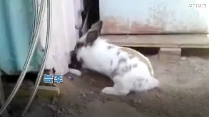 창고밑에 갇힌 고양이를 구하려는 토끼 | 인스티즈