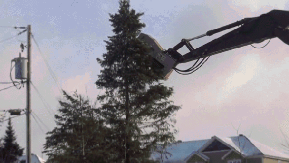 나무 제거 | 인스티즈