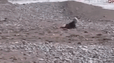 위험하게 이러지 말개 | 인스티즈