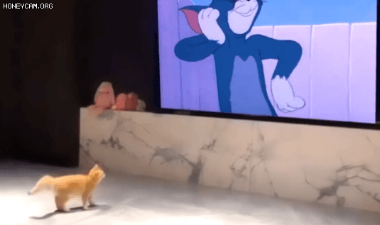 nokbeon.net-만화보고 깜짝 놀란 고양이.gif-1번 이미지
