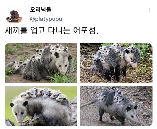 새끼를 업고 다니는 어포섬.twt | 인스티즈