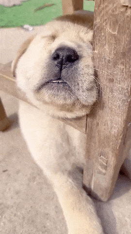 꿀잠 자는 아기 댕댕이 고기로 깨우기.gif | 인스티즈