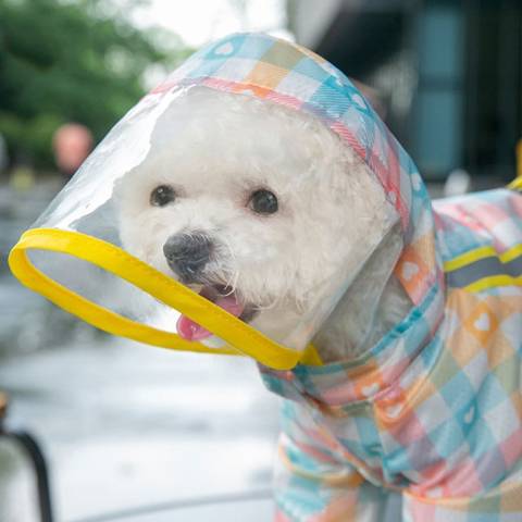 우비 입은 강아지 모음 | 인스티즈