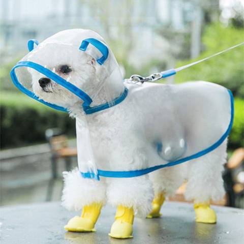 우비 입은 강아지 모음 | 인스티즈