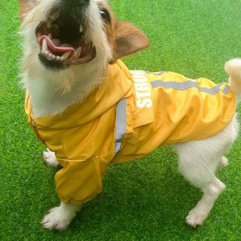 우비 입은 강아지 모음 | 인스티즈