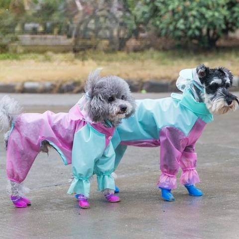 우비 입은 강아지 모음 | 인스티즈