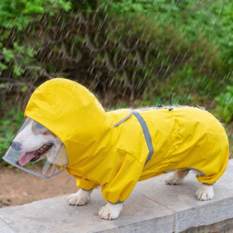 우비 입은 강아지 모음 | 인스티즈