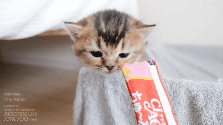 냥생 처음 츄르를 접한 아기 고양이 | 인스티즈