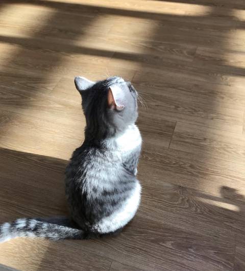 조랭이떡 같은 고앵이 뒷태 | 인스티즈