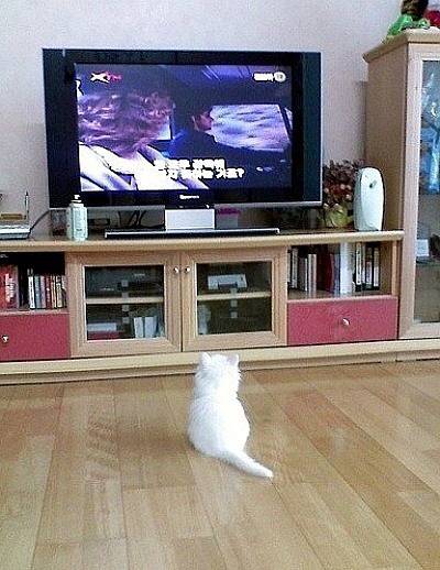 조랭이떡 같은 고앵이 뒷태 | 인스티즈