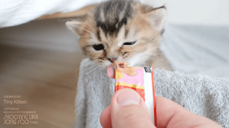 냥생 처음 츄르를 접한 아기 고양이 | 인스티즈