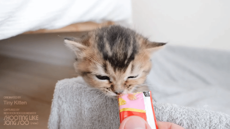 냥생 처음 츄르를 접한 아기 고양이 | 인스티즈
