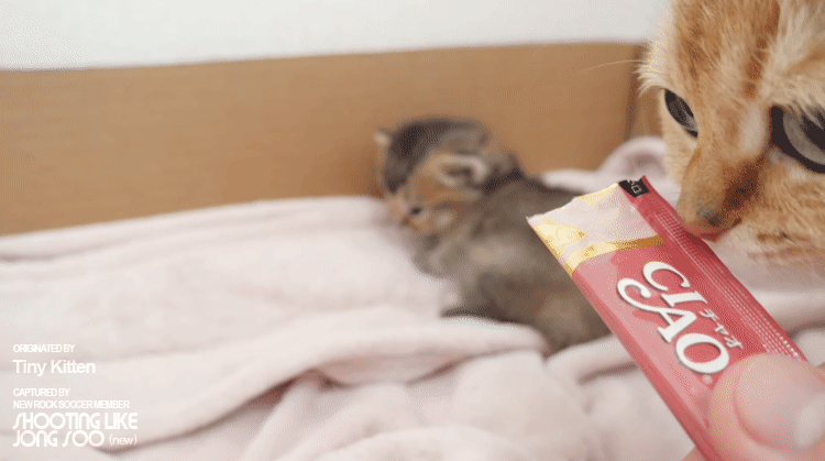 냥생 처음 츄르를 접한 아기 고양이 | 인스티즈